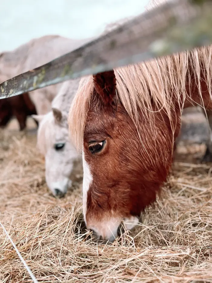 Faire de l’équitation dans le Périgord